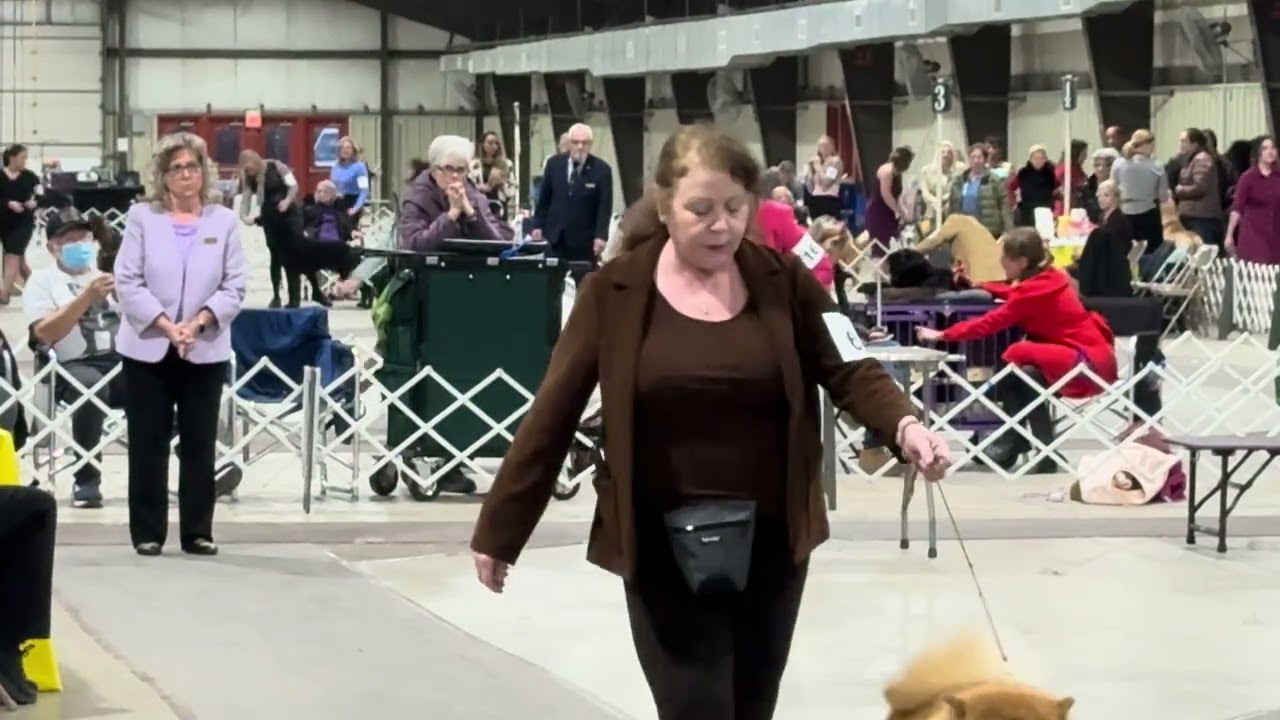 2026-01-11 NOHS N-S Group Bichon Löwchen and French Judging Annapolis Kennel Club West Friendship MD