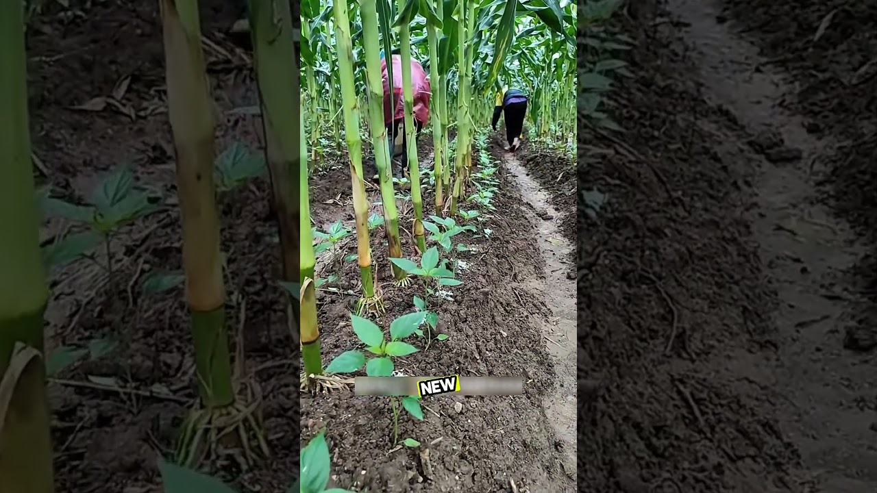 The Amazing Filipino Farming Hack You Didn’t Know” 