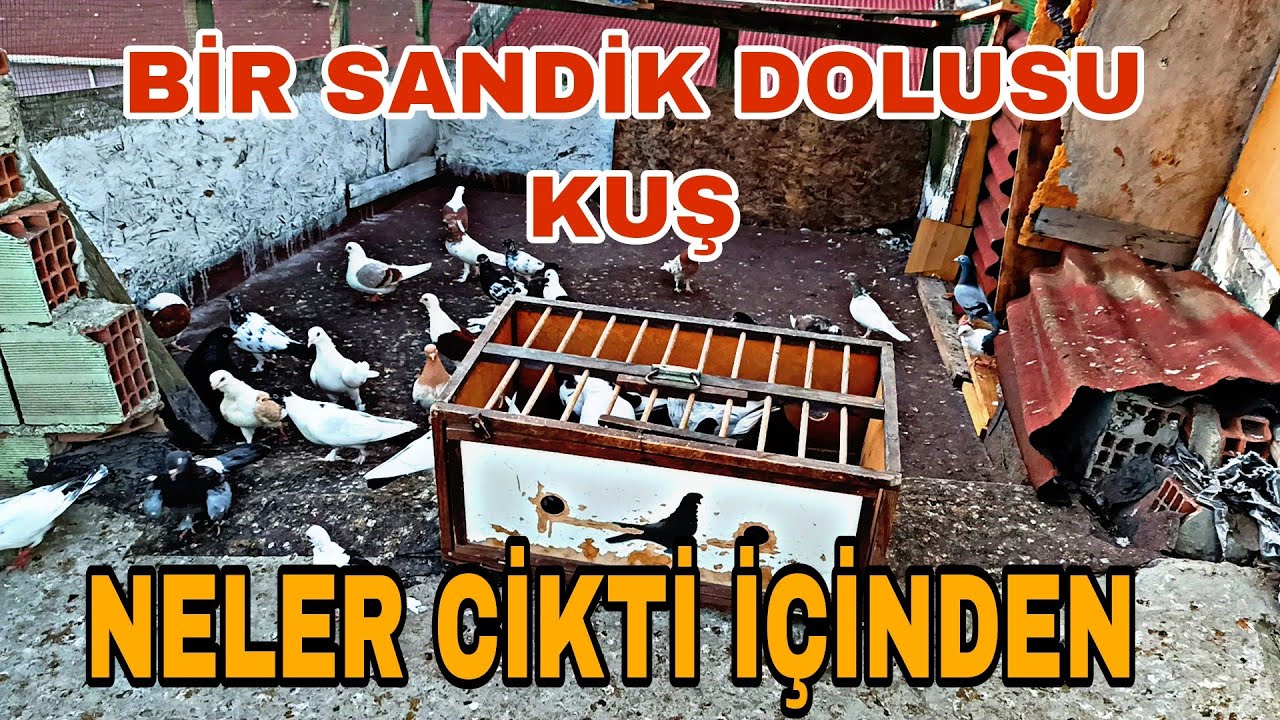BİR SANDİK DOLUSU KUŞ NELER CİKTİ İÇİNDEN