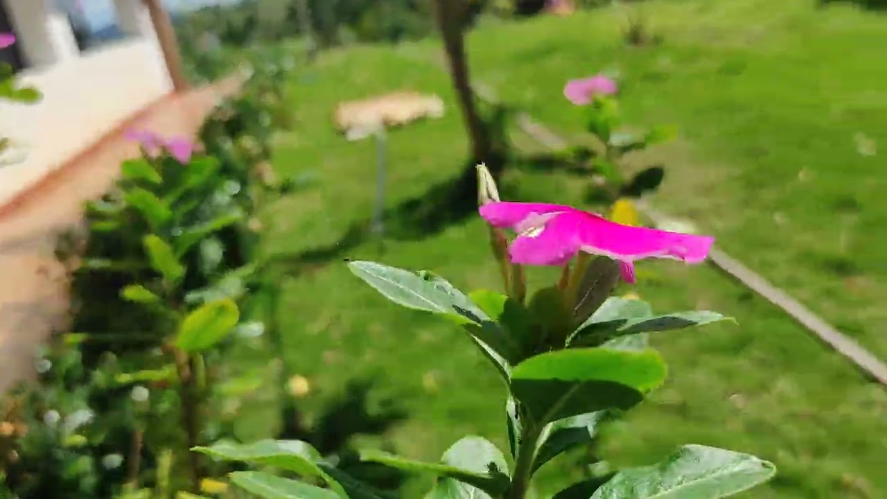 Naturaleza,sonidos del silencio.