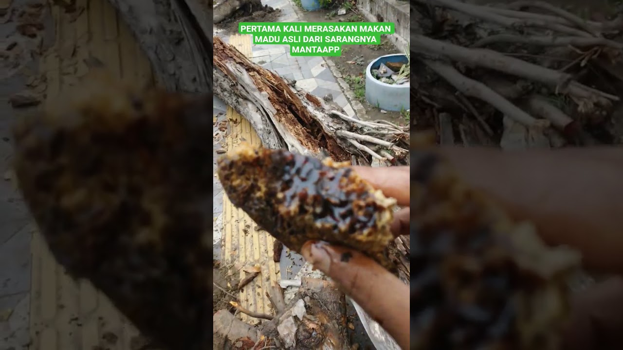 RASANYA SUNGGUH NIKMAR MADU ASLI ALAM 