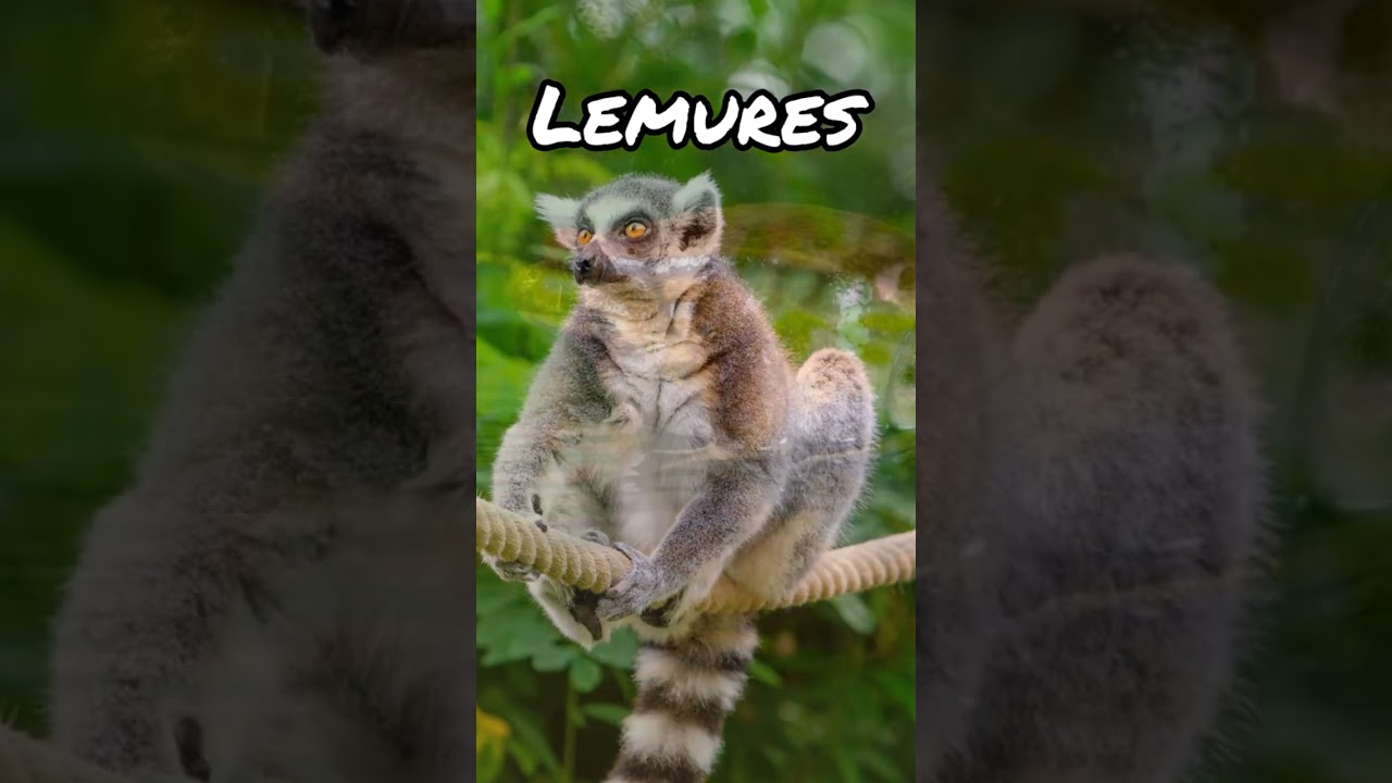 Endemic species of Madagascar #madagascar #endemic #shorts