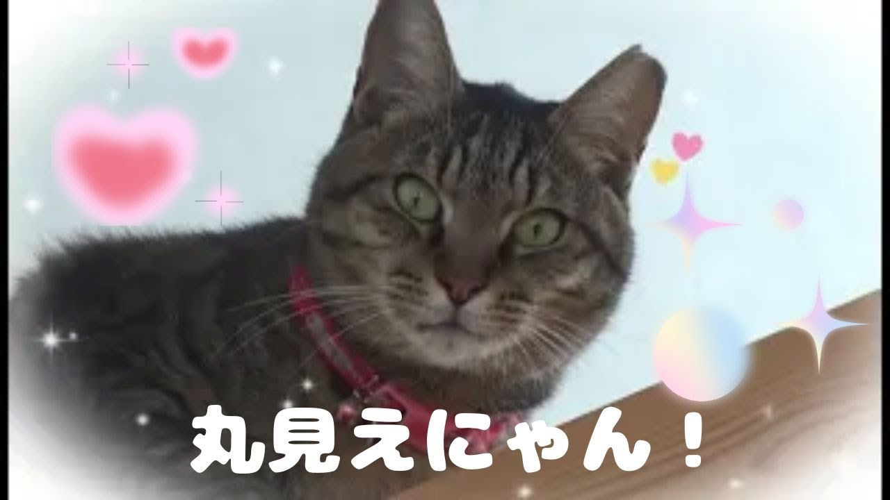 【固執】こんなところで固まるジロウくん　Jiro freezes up in a place like this.