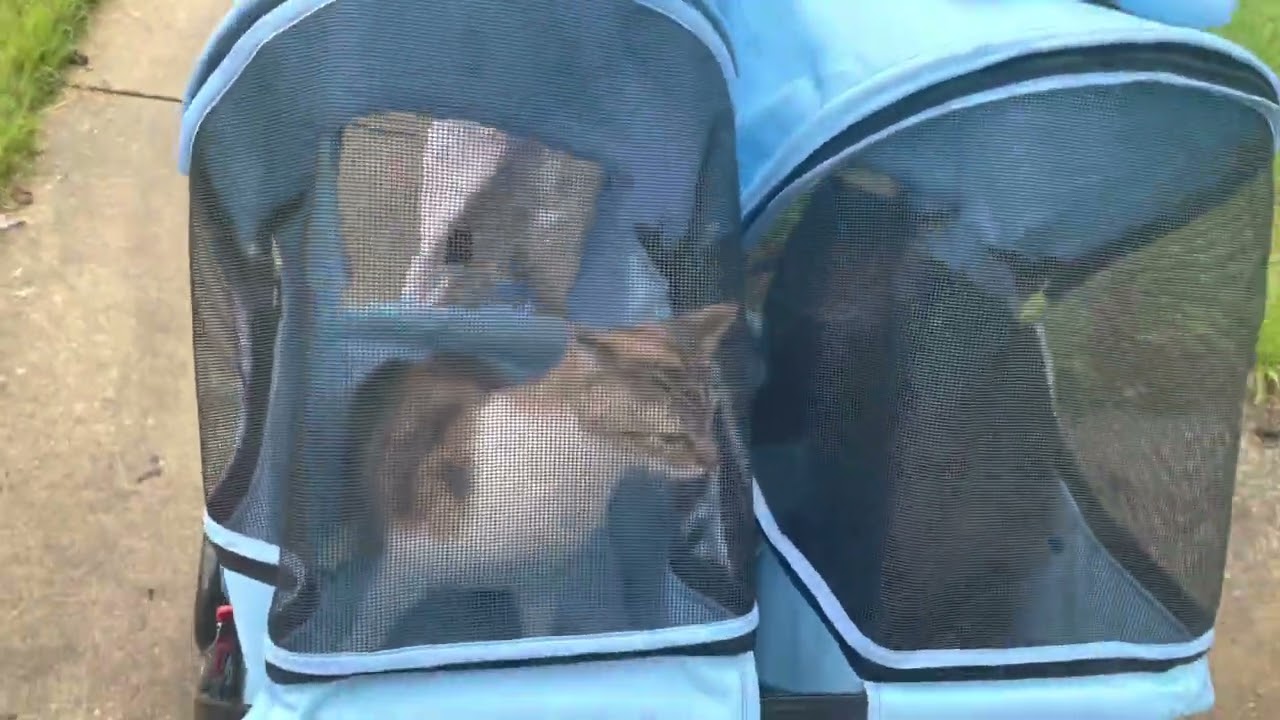 Minki and Blue enjoying a ride in their double pet stroller.