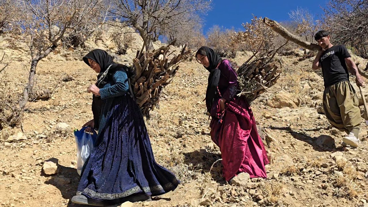 Nomadic life: challenges of nomadic life, collecting firewood for winter