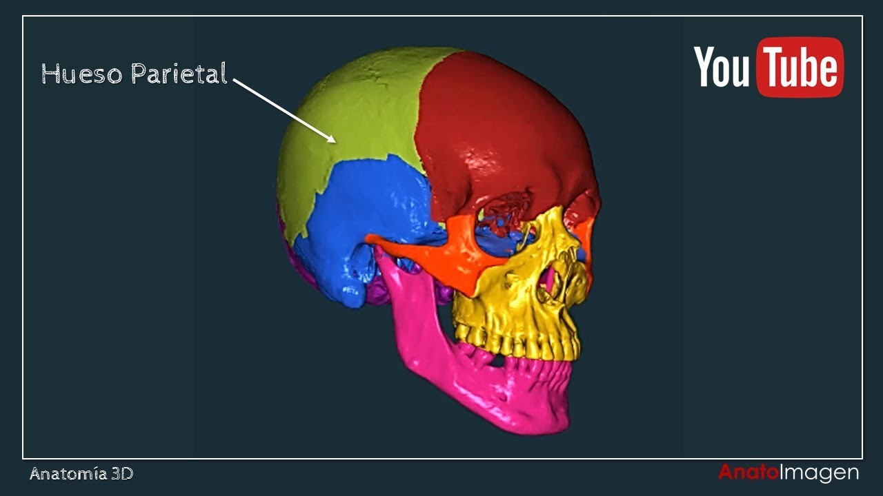 Anatom&iacute;a 3D: Huesos del Cr&aacute;neo - Anato Imagen