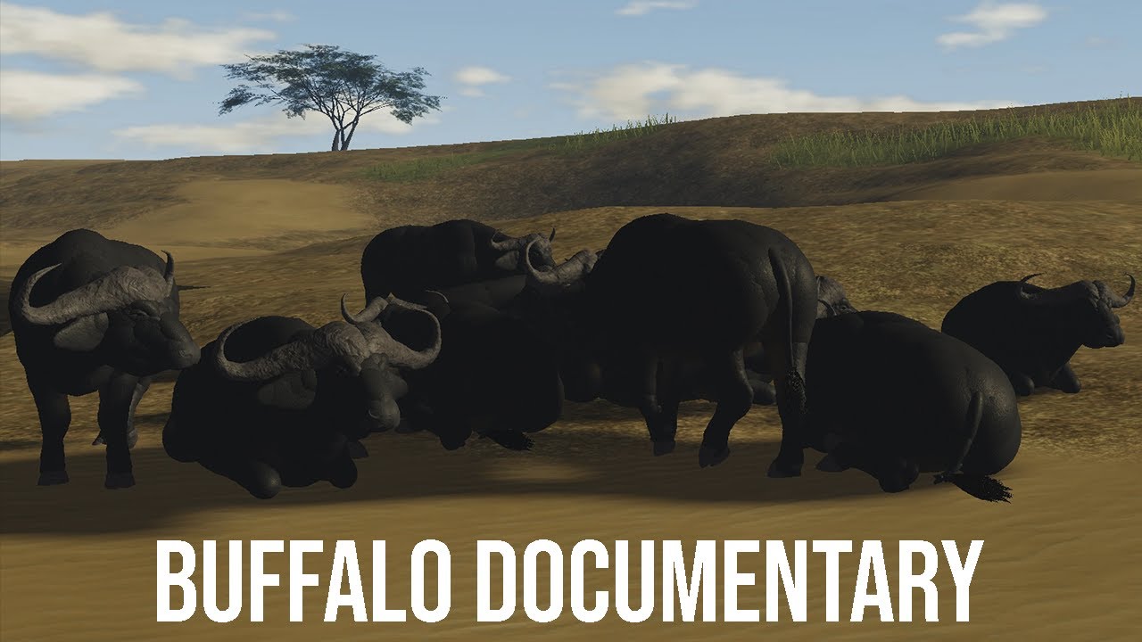 Buffalo Documentary | The Great Migration (Wild savannah)