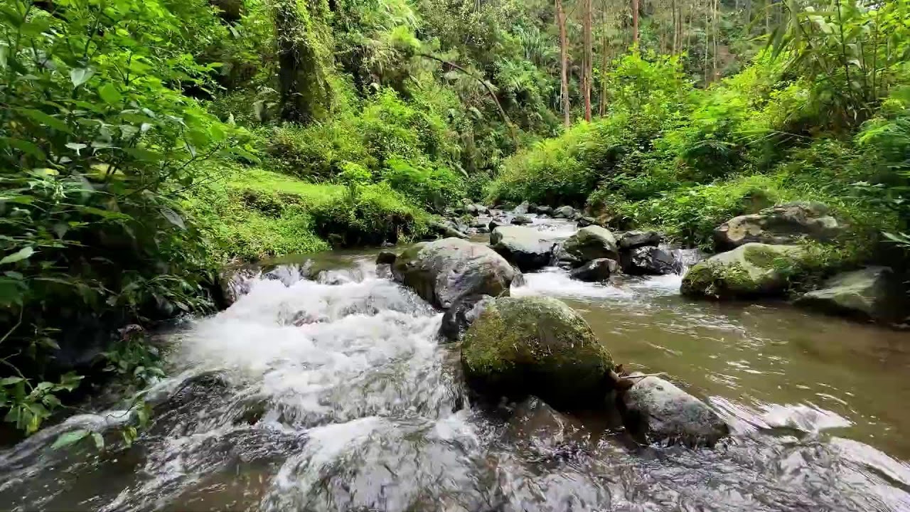 Let the river quiet your thoughts in a misty valley forest to guide you gently into peaceful sleep