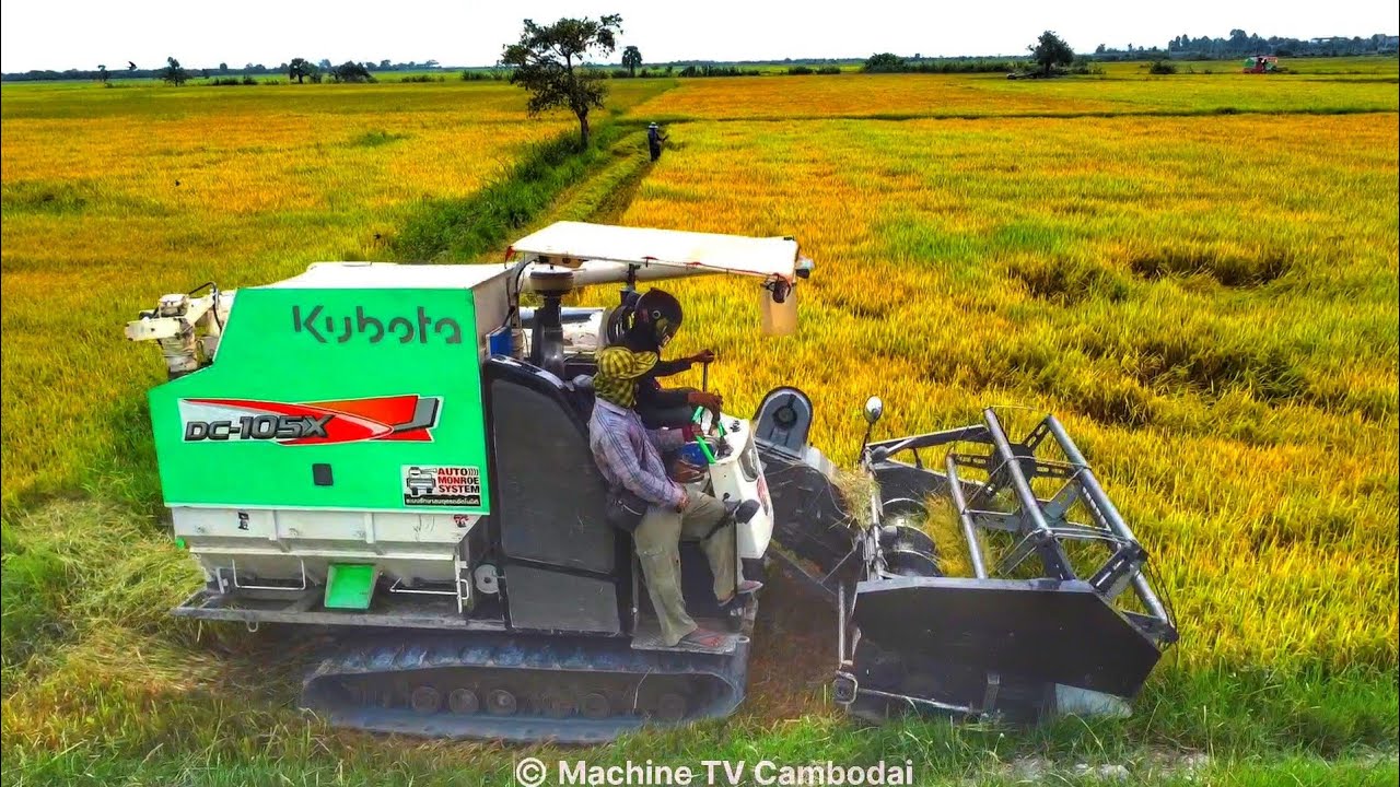 That Useful Action Combine Harvester DC 105X Cropping Rice At Farm`s Operator Skills Harvest