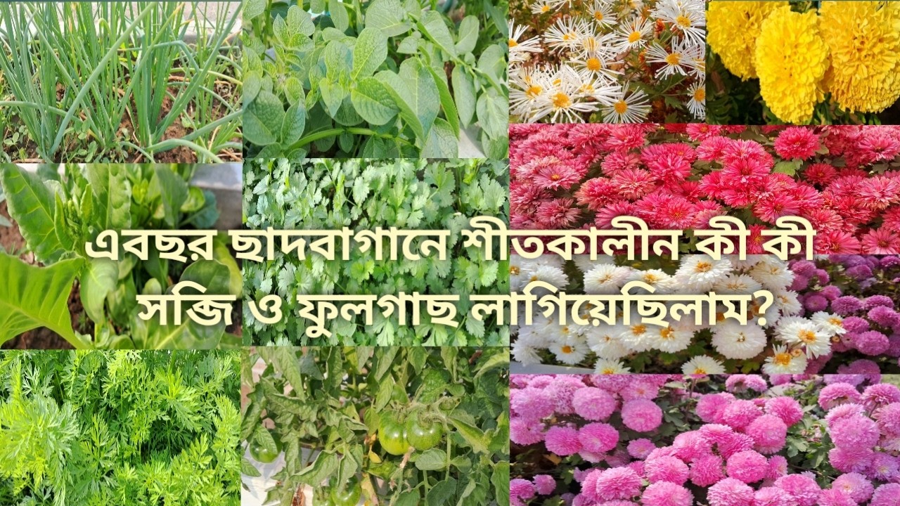 এবছর ছাদবাগানে শীতকালীন কী কী সব্জি ও ফুলগাছ লাগিয়েছিলাম? #roofgarden #flowers #vegetables #garden