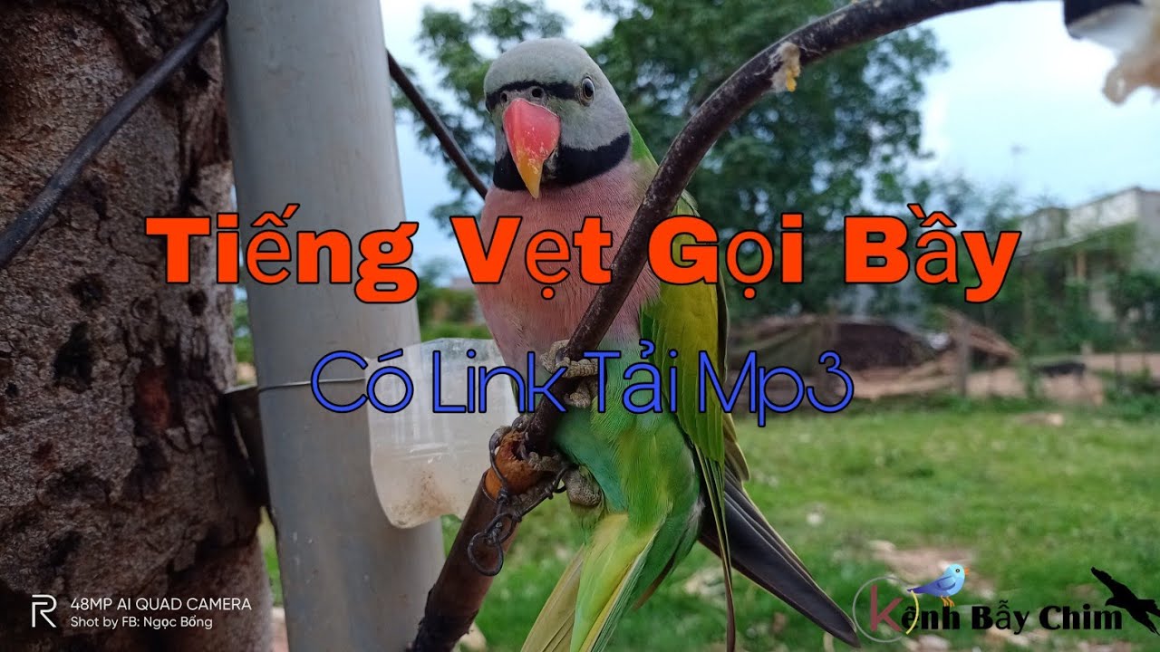 Tiếng Vẹt, K&eacute;t Gọi Bầy MP3 Bản Mới Nhất 2020, C&oacute; Link Tải - K&ecirc;nh Bẫy Chim