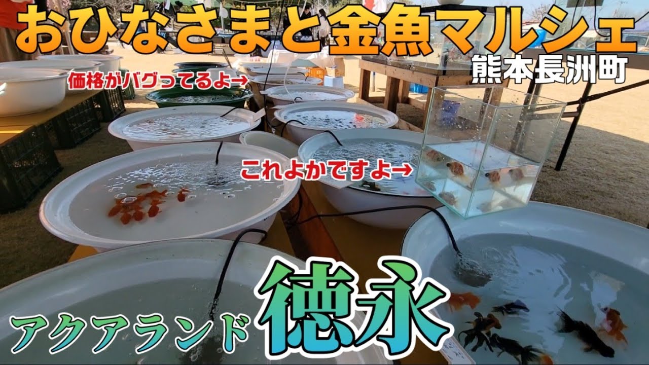 【アクアランド徳永】おひなさまと金魚マルシェ熊本長洲町‼️‼️
