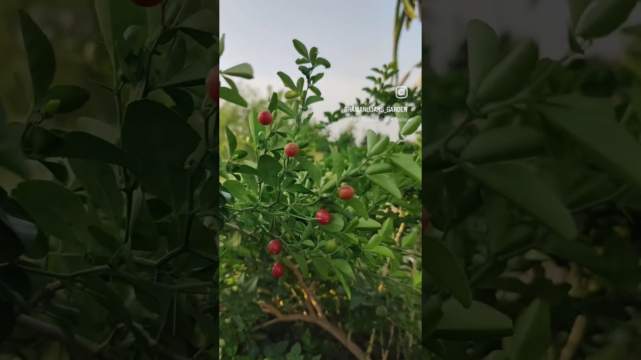 Lime berries// elachi lemons in our Ramanujan's garden #satisfying #exoticfruits #farming