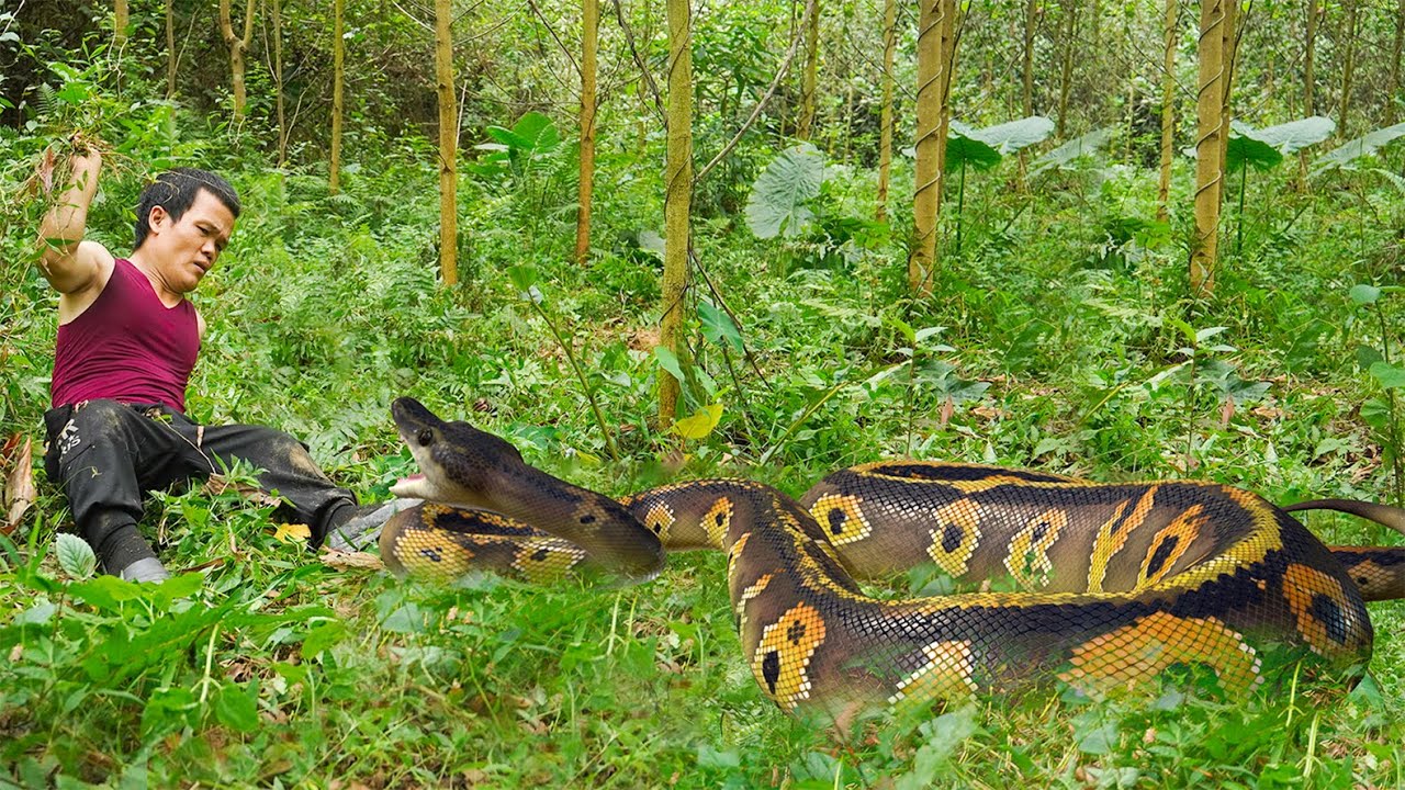 Dwarf Family - Harvesting wild taro and confronts a giant python