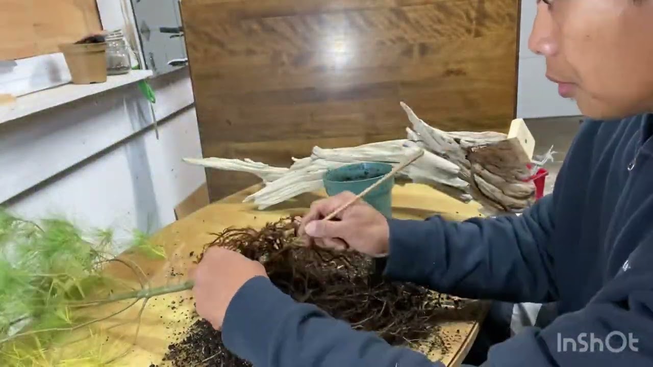 Collected white pine into Tanuki bonsai