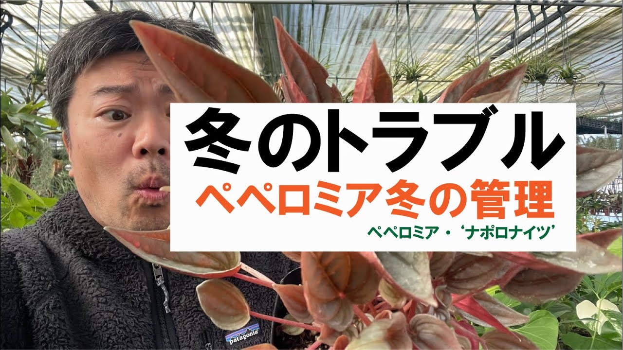 ペペロミア冬のトラブルを解説