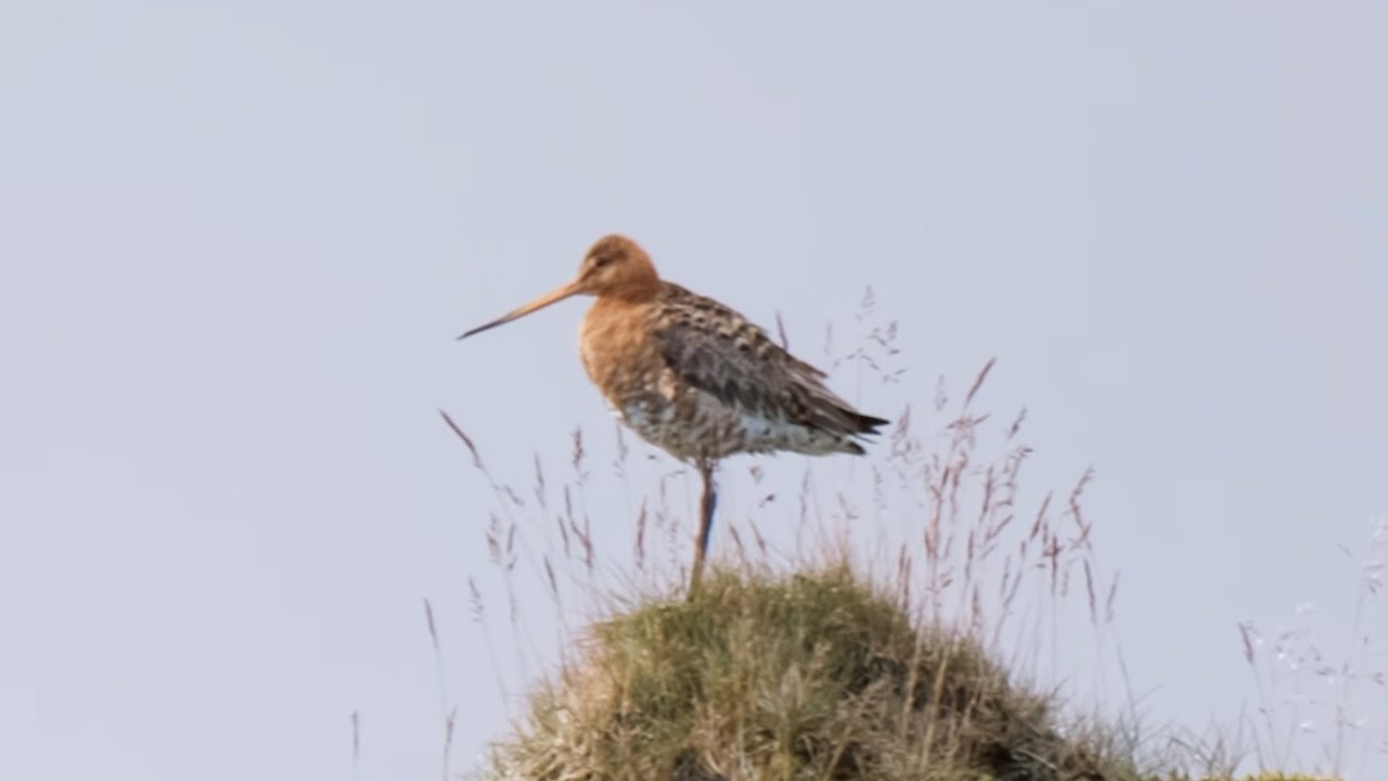 Birds of Iceland - Day 1