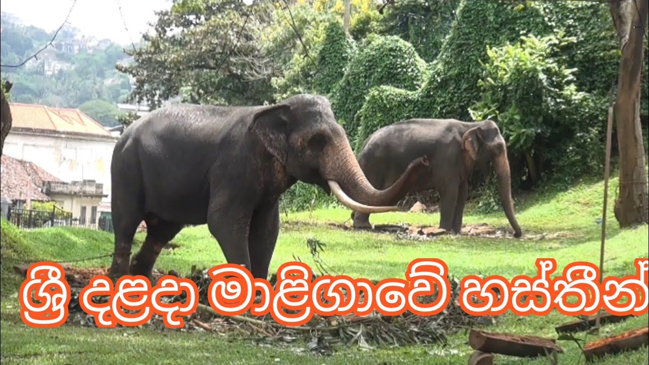 Elephants At Temple Of Tooth Relic Kandy