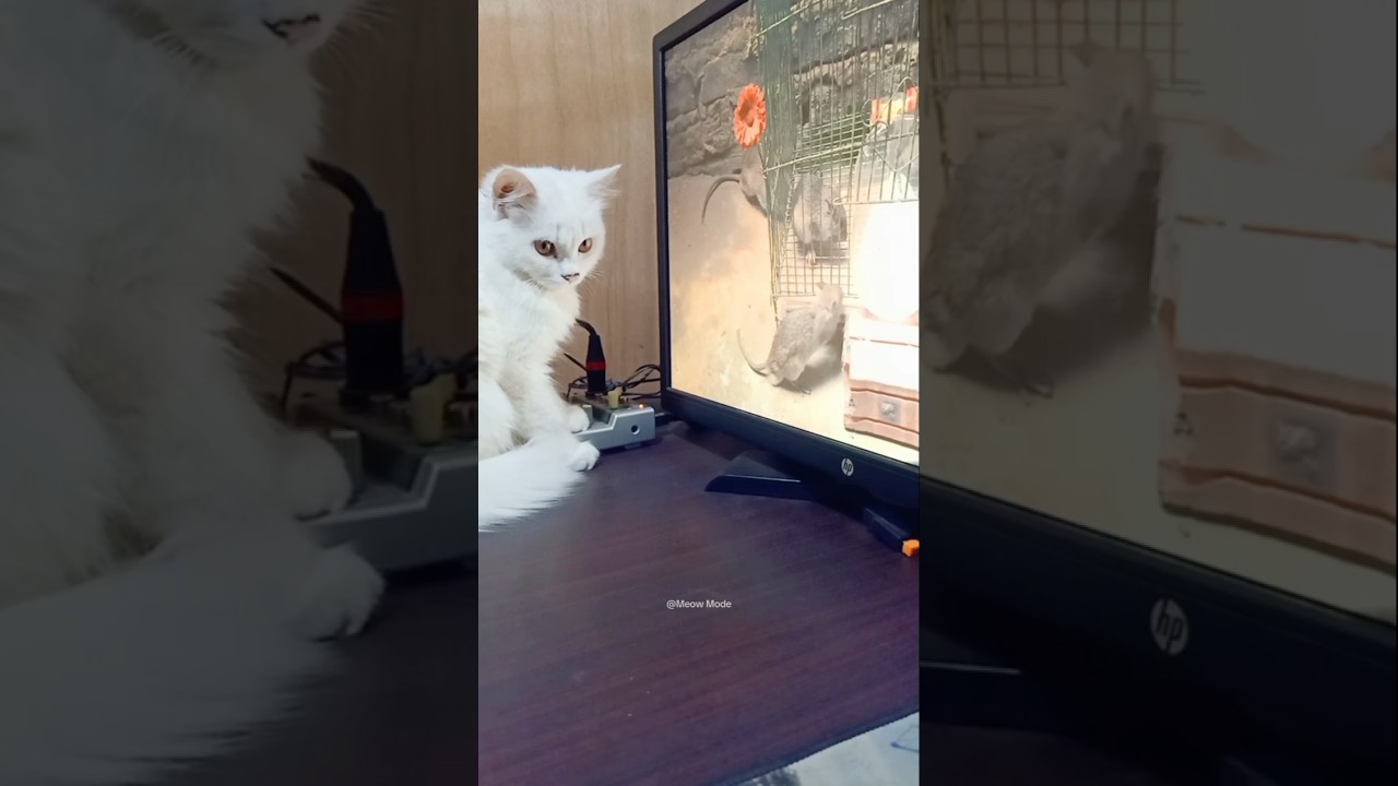 Kitty's Virtual Hunt | purr-fect Predator In Training | Meow Mode | #meowsome #cute #funnyanimals