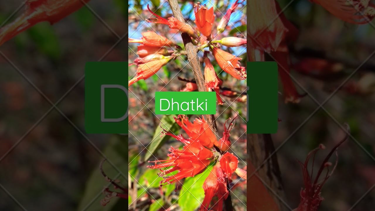 Dhatki plant Dravya guna  #ayurveda #dravyaguna #shorts #bams #pharmacognosy #plants #ad