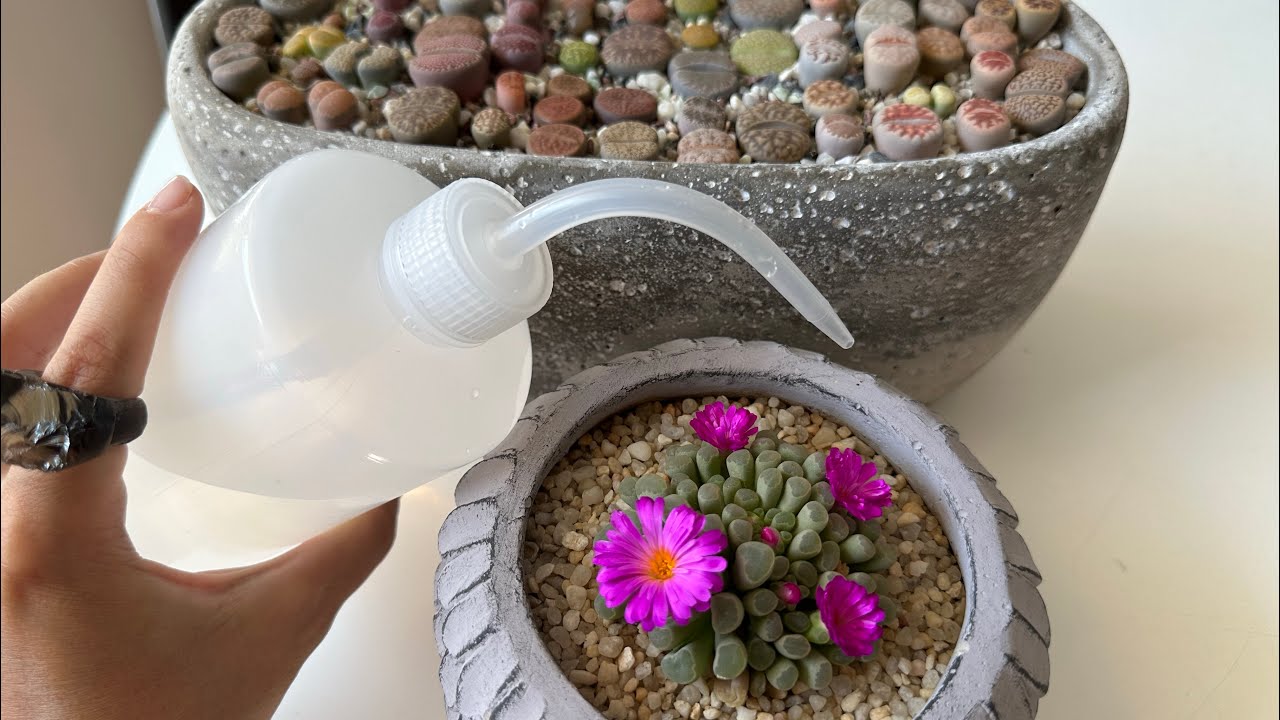 Литопсы/ Lithops. Как я поливаю литопсы ЛЕТОМ ☀️. Фрития цветёт. 23.06.2023.