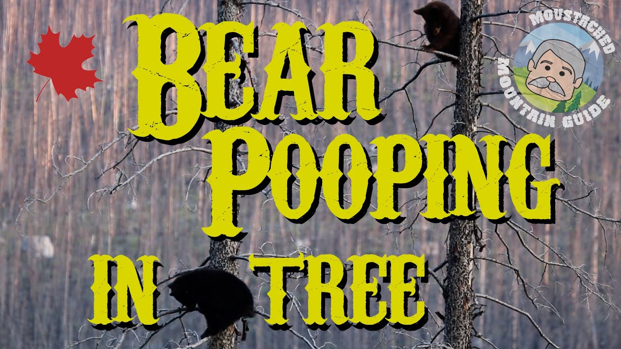 Bear Pooping in Tree | Jasper National Park, Canadian Rockies