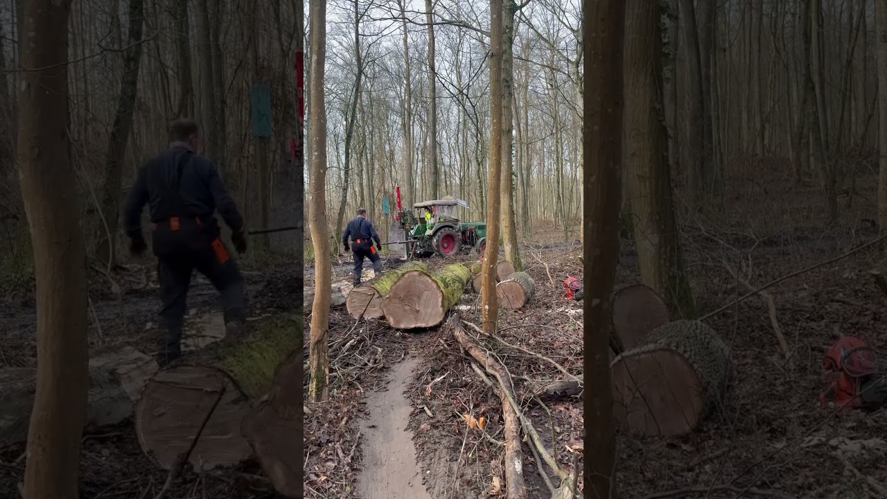 Stammholz ziehen mit der Seilwinde vom Deutz D3006 Holztransport #forst #wald #seilwinde #holz