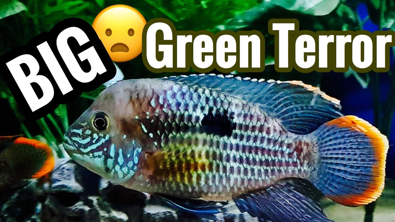 Full Grown Green Terror Cichlid Growth & Size