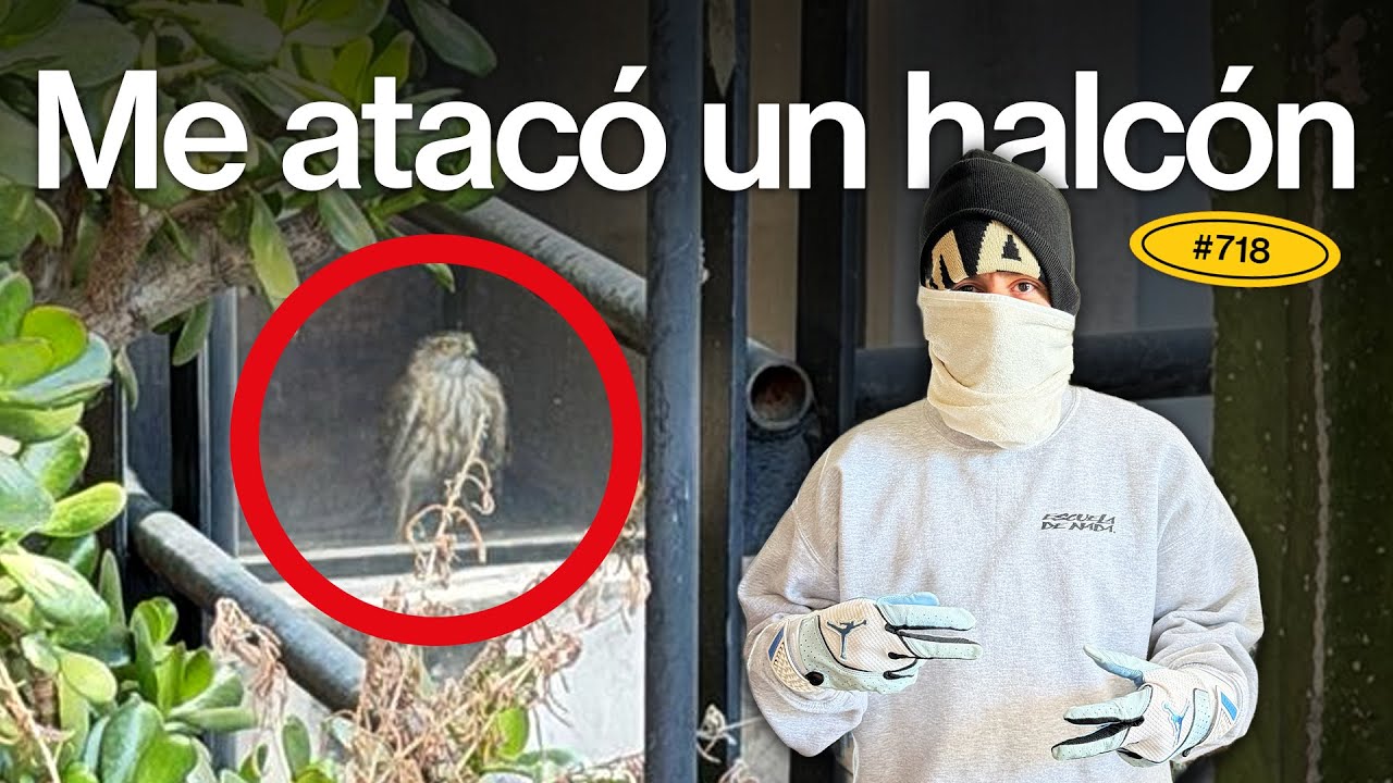 Se metió un halcón en mi casa - EP #718