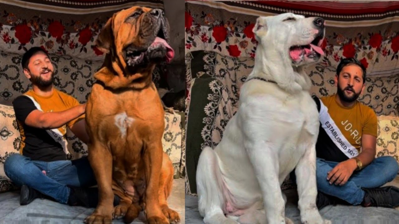 Biggest Dog in the World heaviest dog in the world Best Dogs Food @Hsn-Entertainment