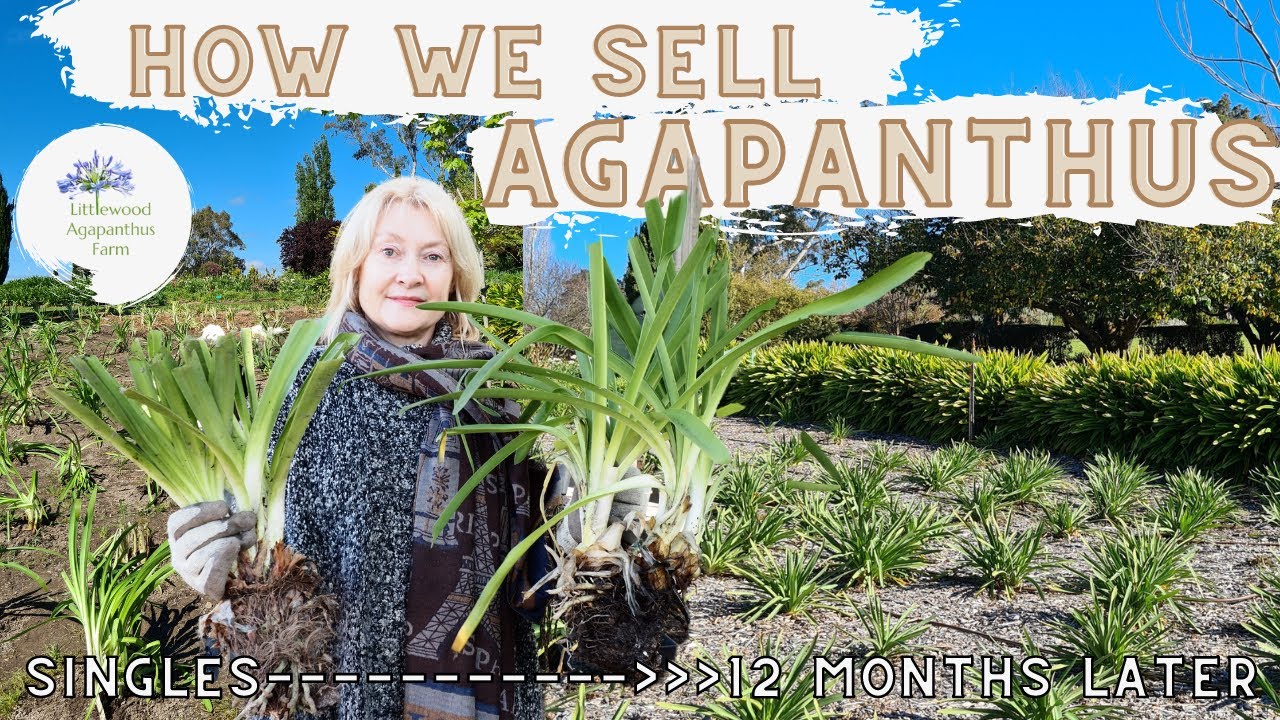 How we sell our Agapanthus at Littlewood Agapanthus Farm | Best way to buy Agapanthus | Adelaide SA