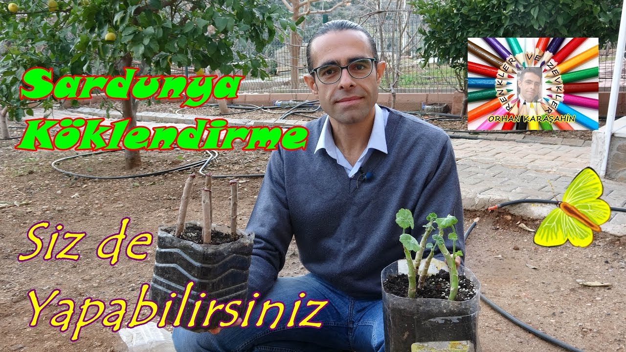 Sardunya Çiçeği En Kolay Nasıl Köklendirilir?