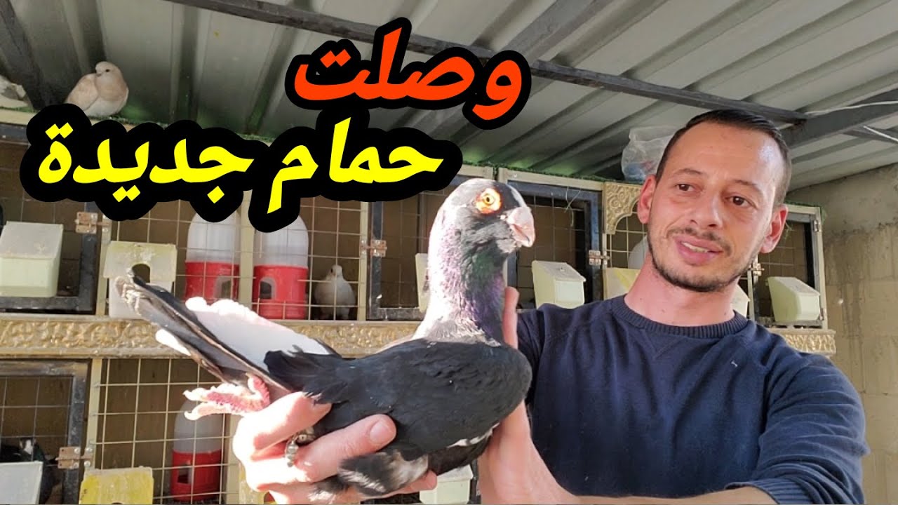 وصول حمام جديدة على السطح ترتاح لها العين