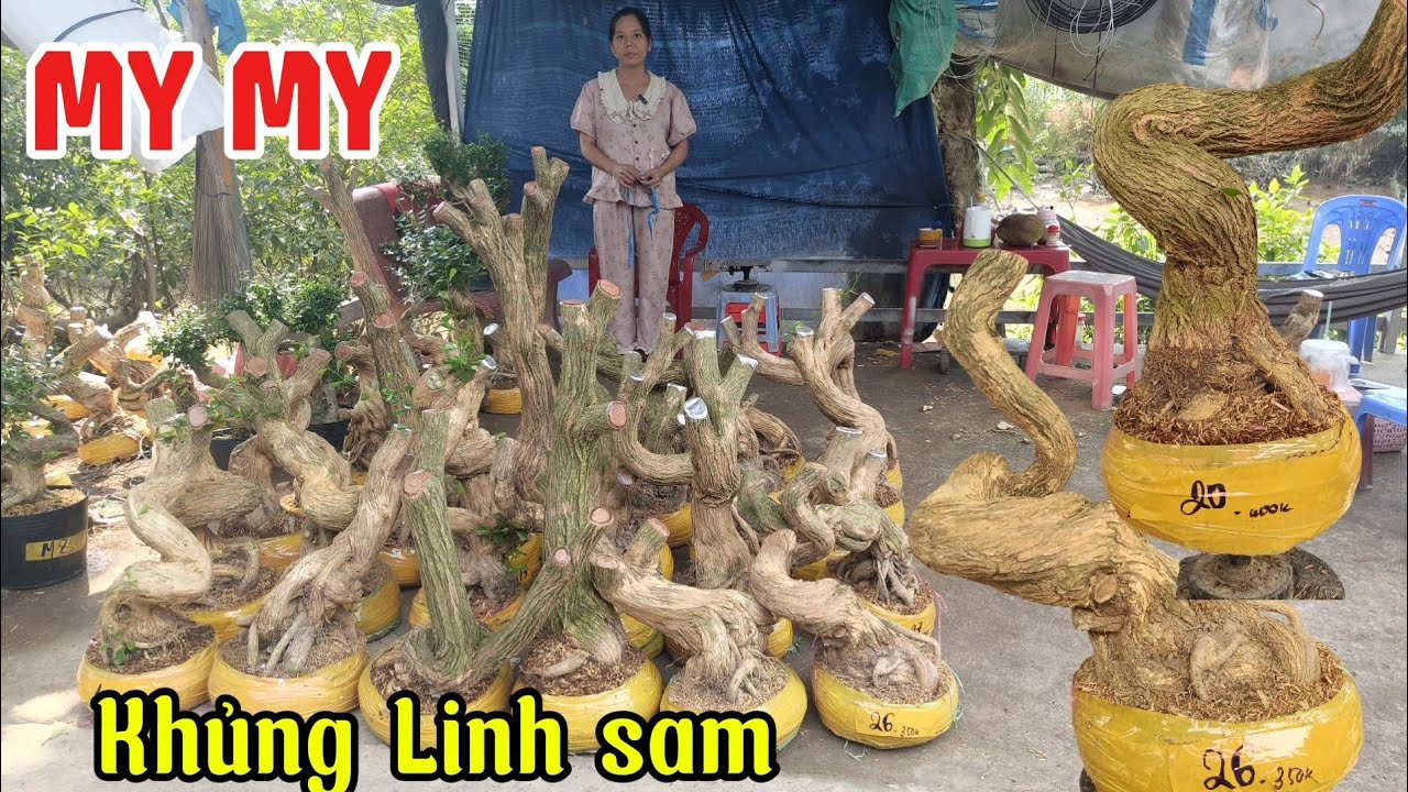 19/1/2026_ My My #0907671690 _Khủng cây to,Linh sam siêu hoa hoành to, Giá cả phải chăng, Cây đế nở 