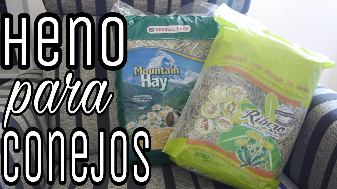 TODO sobre el HENO 🌱: DIFERENCIA HENO/PAJA + MEJOR heno CONEJOS