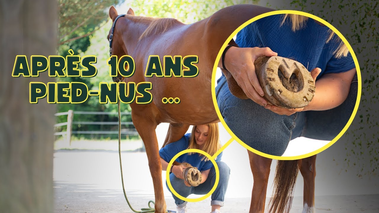 J'AI REFERRÉ MON CHEVAL - On parle de semelles / fers plastiques