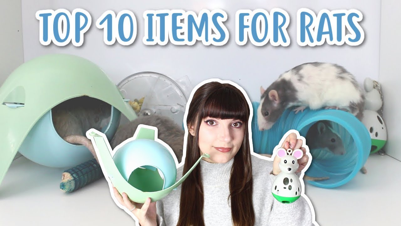 THE TOP 10 ITEMS FOR RATS!