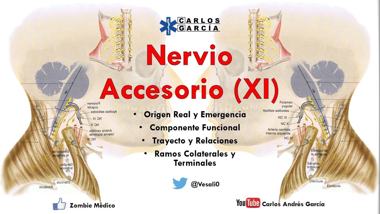 Aantomía - Nervio Accesorio (Origen Real y Emergencia, Trayecto y Ramos)