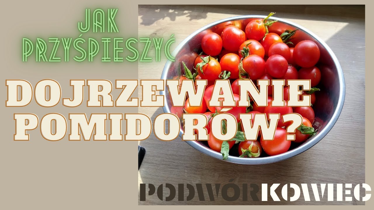 Jak przyśpieszyć dojrzewanie pomidorów?