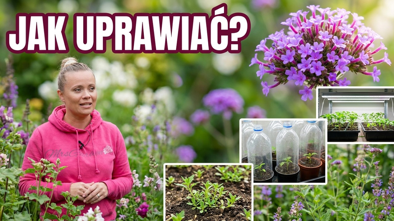 Jak uprawiać WERBENĘ PATAGOŃSKĄ / 3 sposoby na pozyskanie werbeny w ogrodzie / MrsGarden