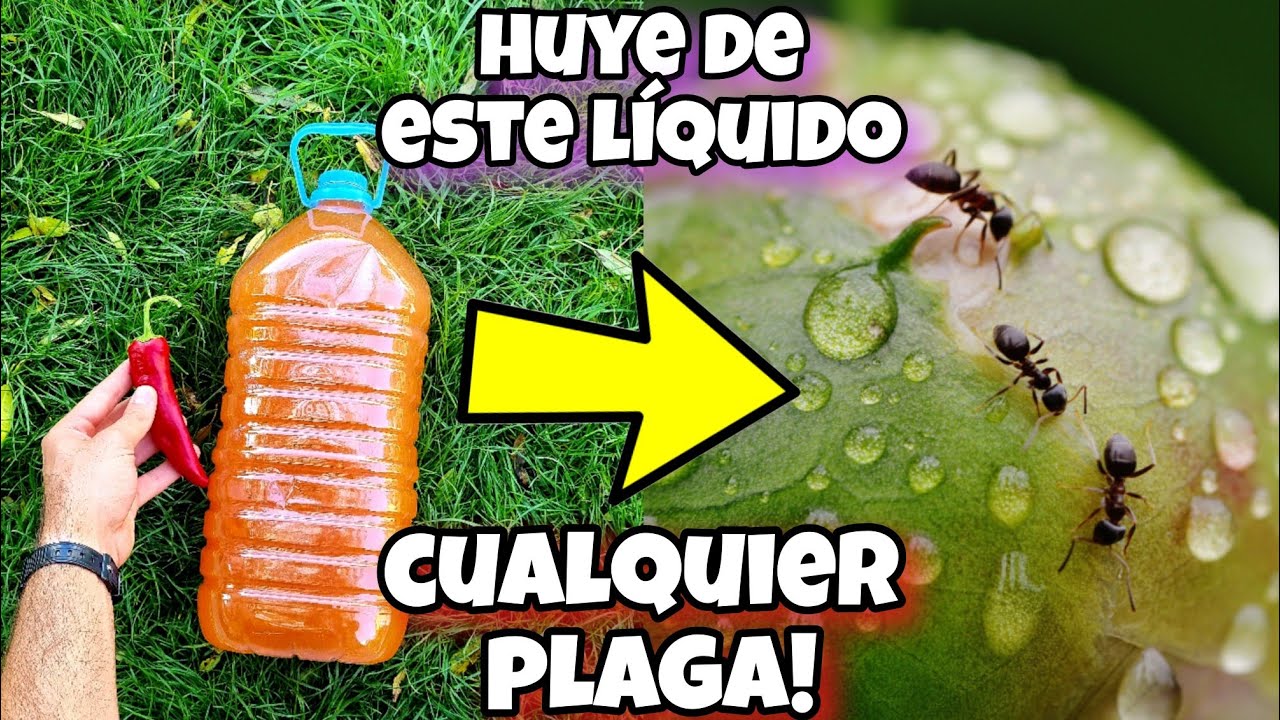 ESTO es MIL VECES + potente que LOS Insecticidas comerciales! Elimina bichos y plagas de Tus Plantas