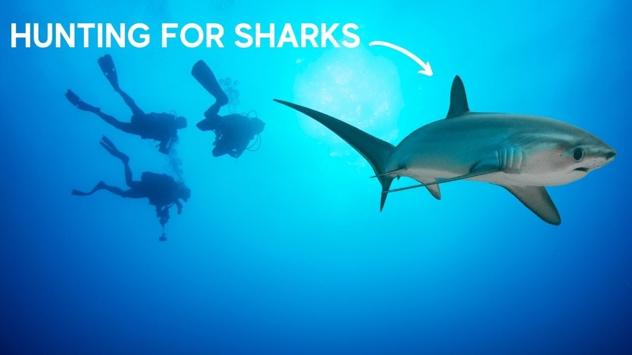 SCUBA VLOG: Looking for Thresher Sharks in PUERTO GALERA, PHILIPPINES
