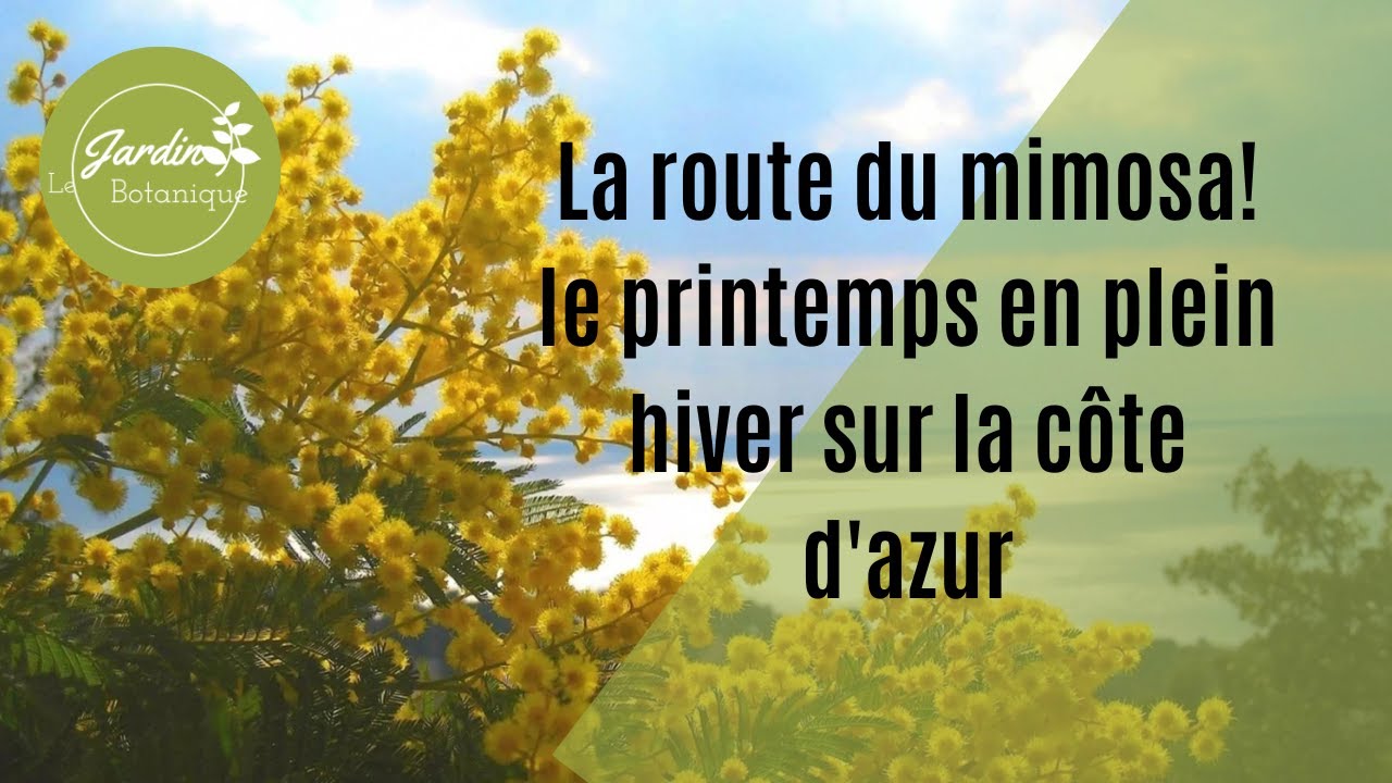 La Route du Mimosa