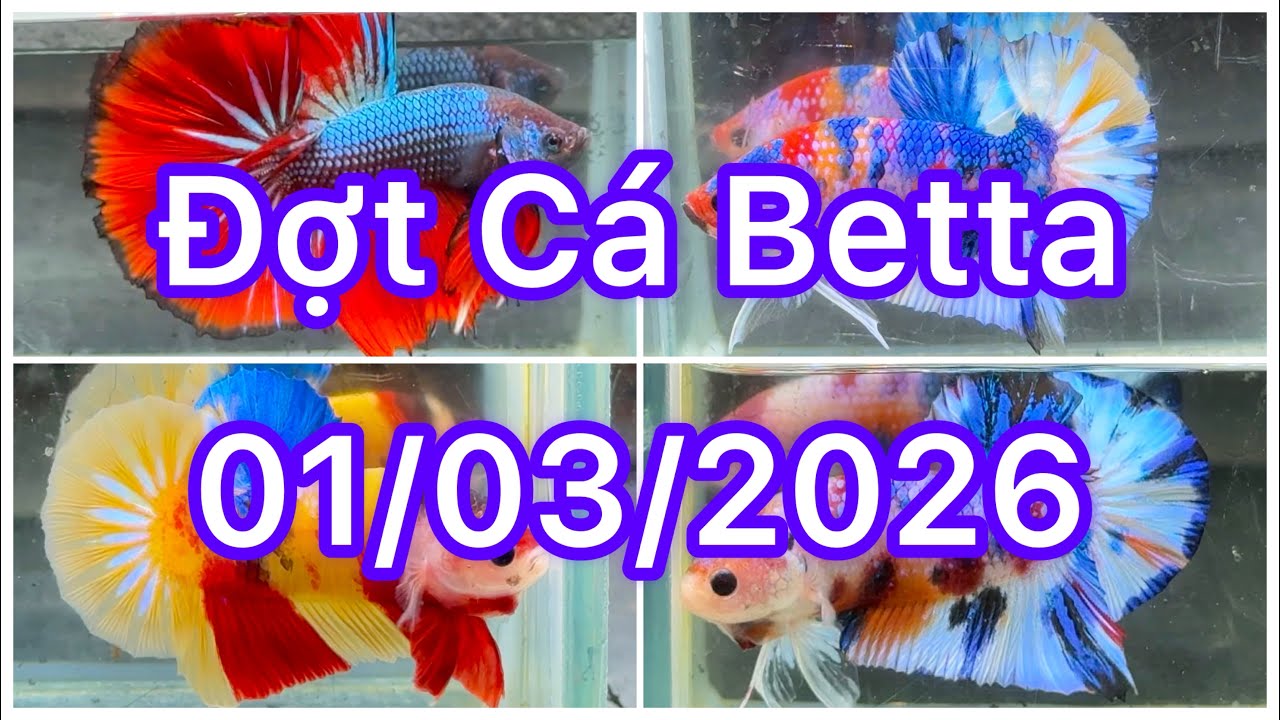 Cá Betta ngày 01/03🌼🌸 BettaMulticolour | Betta Galaxy |Betta Nemo | Metalic | HalfMoon | Tuyển chọn