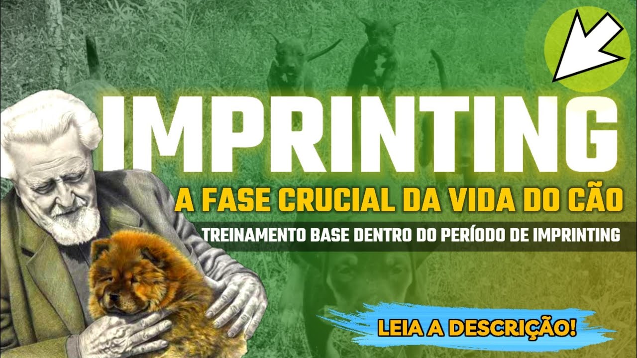 𝗔𝘂𝗹𝗮: 𝗕𝗔𝗦𝗘 EM 𝗙𝗜𝗟𝗛𝗢𝗧𝗘𝗦, o que é e como fazer? - UNIVERSIDADE K9 🪙