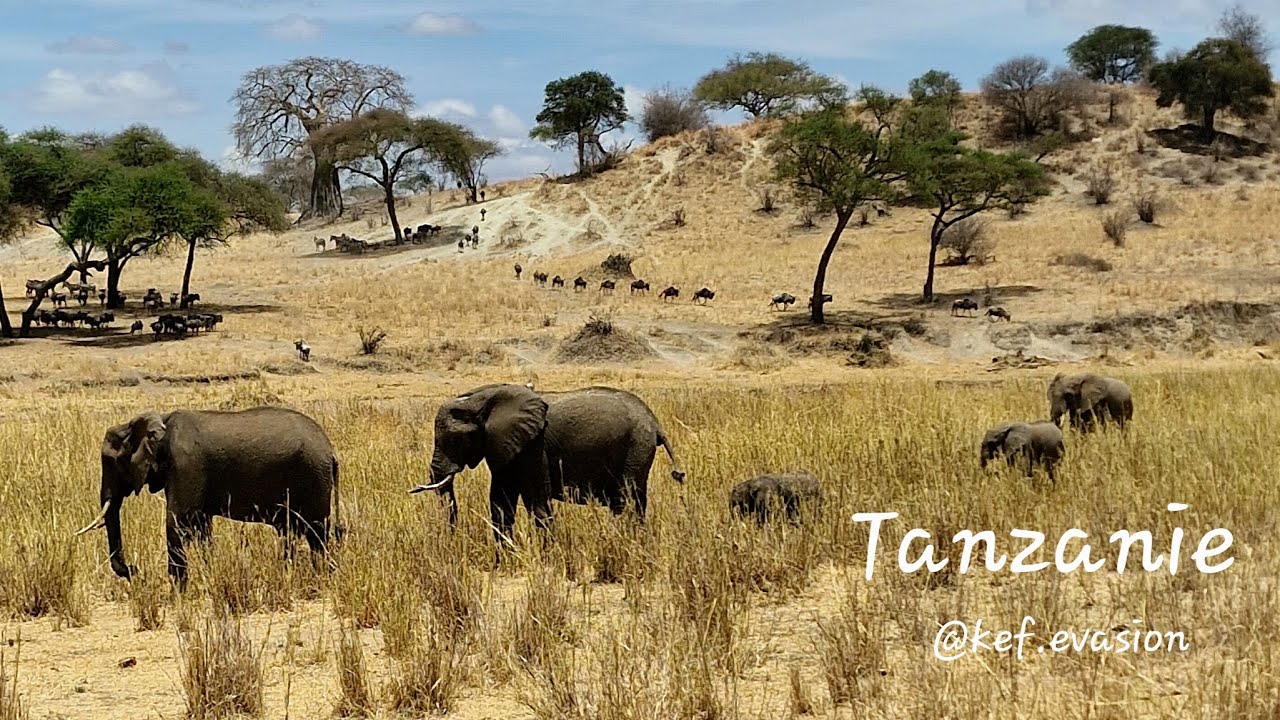 Tanzanie 2022 - Tanzania Safari - Manyara - Ngorongoro - Tarangire  [ HD 4K ]
