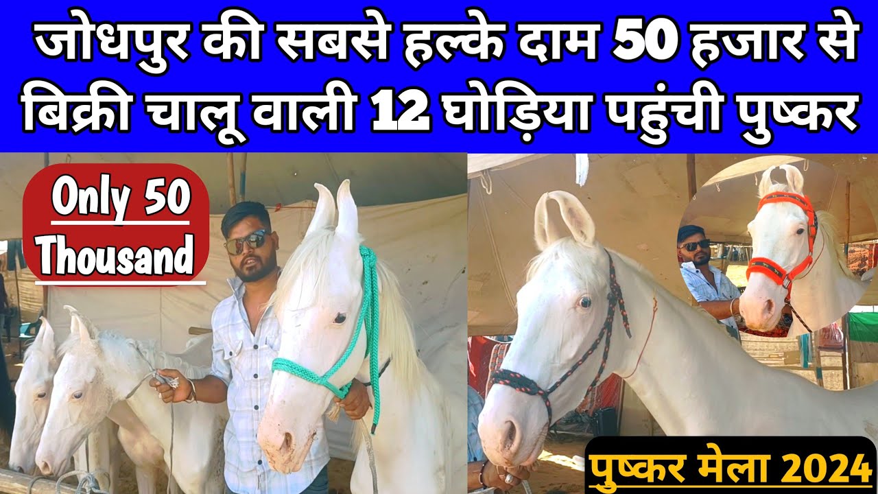 जोधपुर की सबसे हल्के दाम 50 हजार से बिक्री चालू वाली 12 घोड़ियां आईं पुष्कर।Pushkar horse Mela 2024।