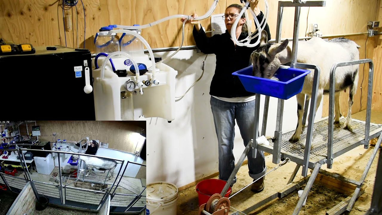 SIMPLE PULSE Best Pulsation Milking Machine We Own.