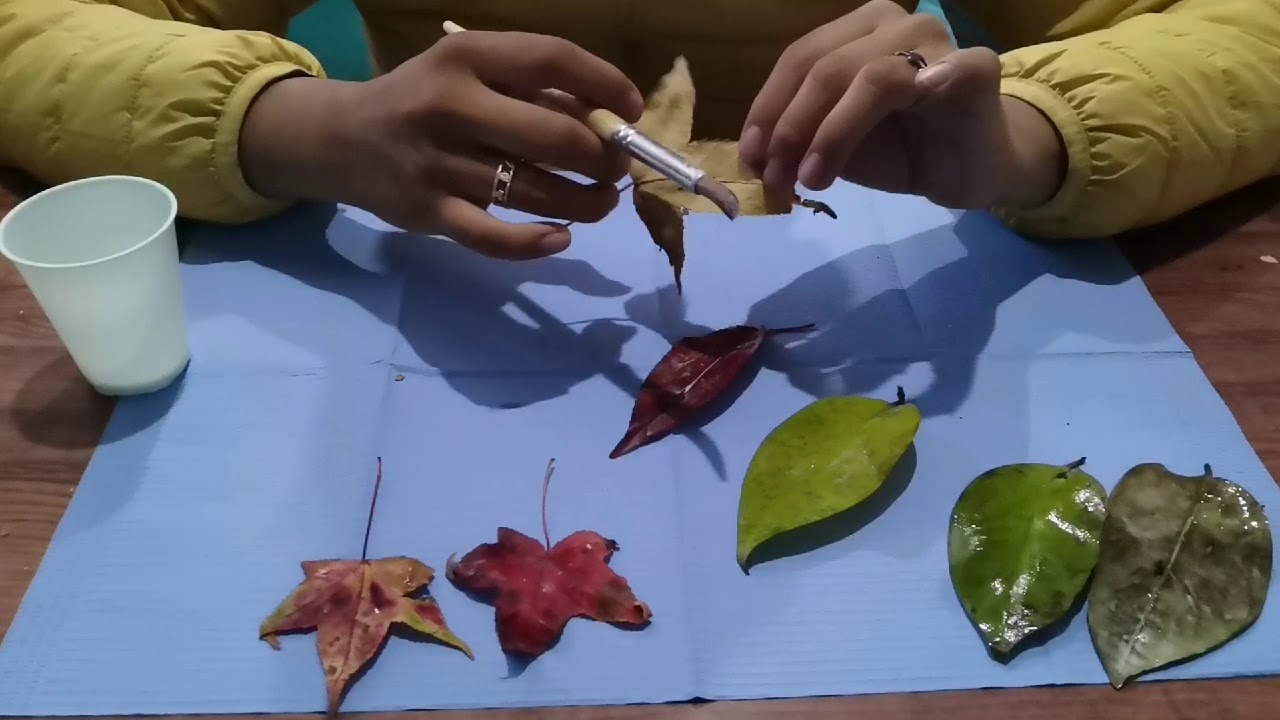 🍁Como conservar las hojas de otoño🍁