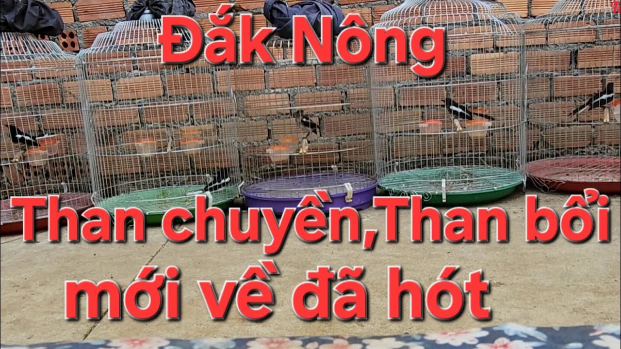 Chòe than Đăk Nông/ Tùng 90